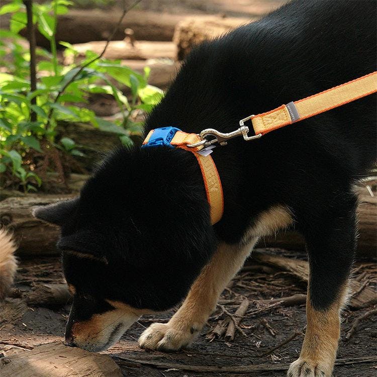 마이플러피 강아지 목줄 핏칼라 오렌지옐로우 1번째 이미지