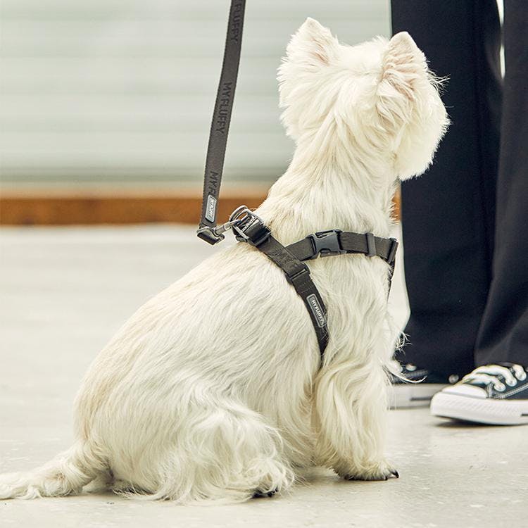 마이플러피 강아지 하네스 가슴줄 목줄 노터치하네스밴드 챠콜 1번째 이미지