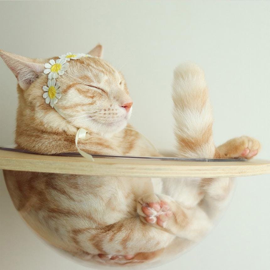 개달당 고양이 꽃 초커 목걸이 2종세트 고양이턱받이 랜덤2개발송 3번째 이미지