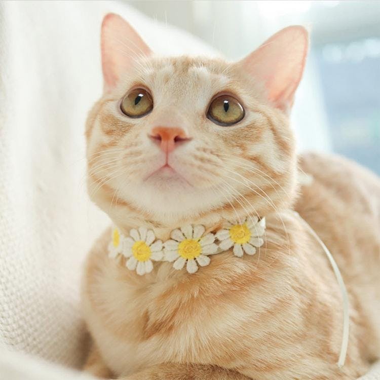 개달당 고양이 꽃 초커 목걸이 2종세트 고양이턱받이 랜덤2개발송 1번째 이미지