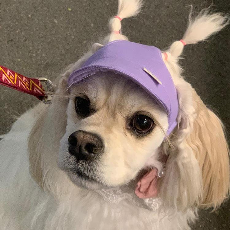 개달당 와츄원 컬러 강아지 선캡 모자 퍼플 (S-M/L-XL) 1번째 이미지