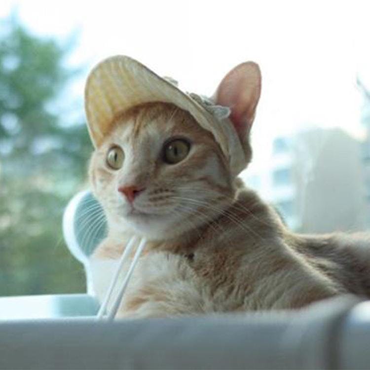 개달당 파스텔 체크 레이스 강아지 선캡 모자 옐로우체크 (S-M/L-XL) 1번째 이미지