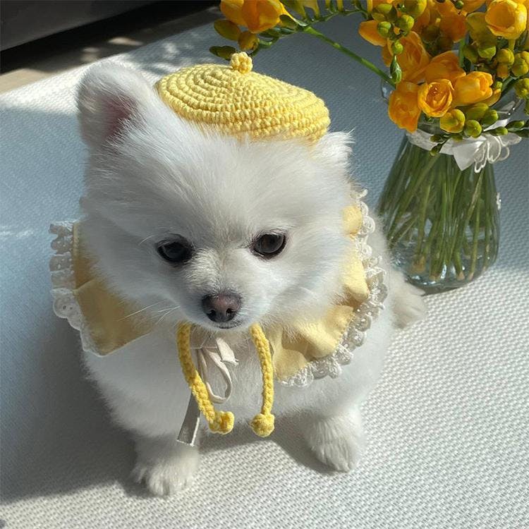 개달당 크레파스 뜨개 베레모 고양이 강아지 모자 옐로우 1번째 이미지