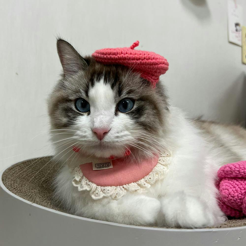 개달당 크레파스 뜨개 베레모 고양이 강아지 모자 옐로우 3번째 이미지