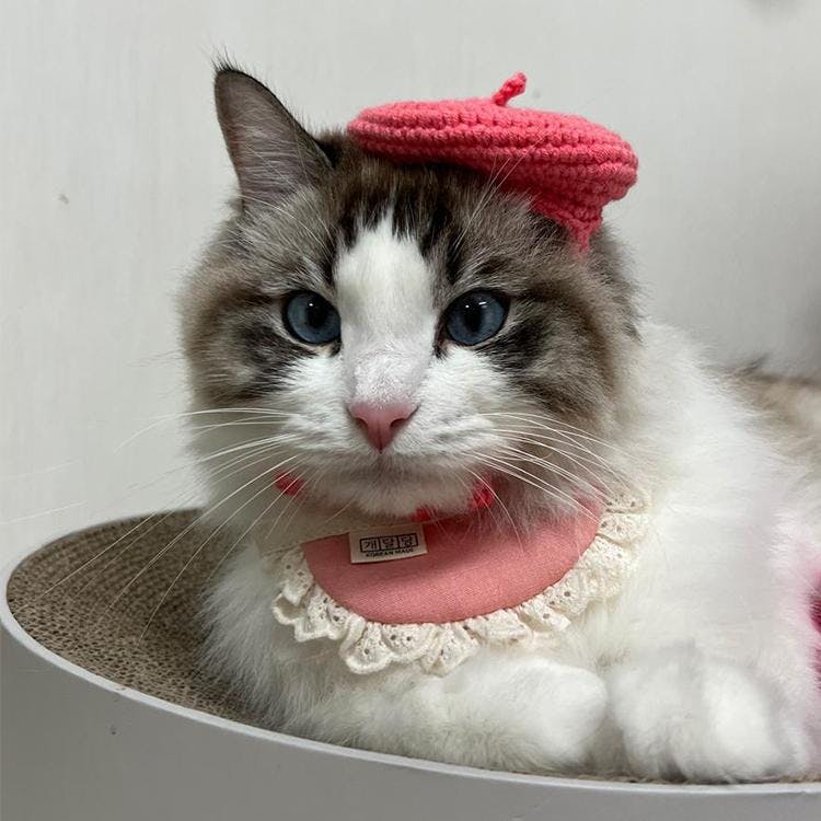 개달당 크레파스 뜨개 베레모 고양이 강아지 모자 핑크 1번째 이미지