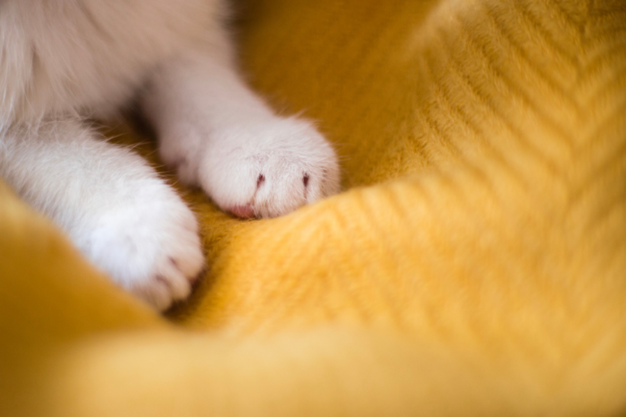 고양이 꾹꾹이 이유