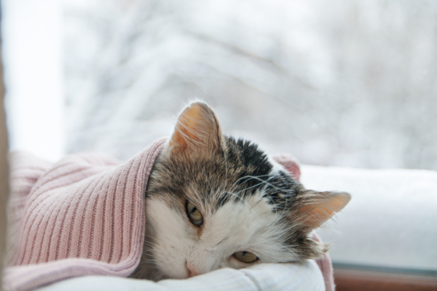 고양이 복막염